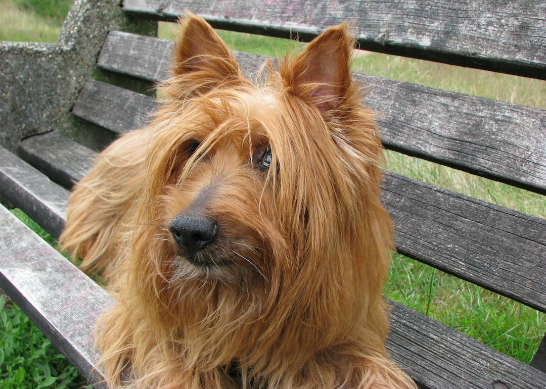 #45. Australian terrier (tie)